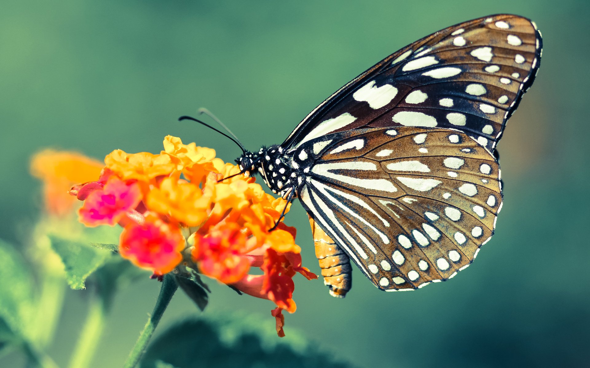 九游娱乐官方网站-火箭击败湖人！保罗致命一击定乾坤，战术智慧击溃巨星光环