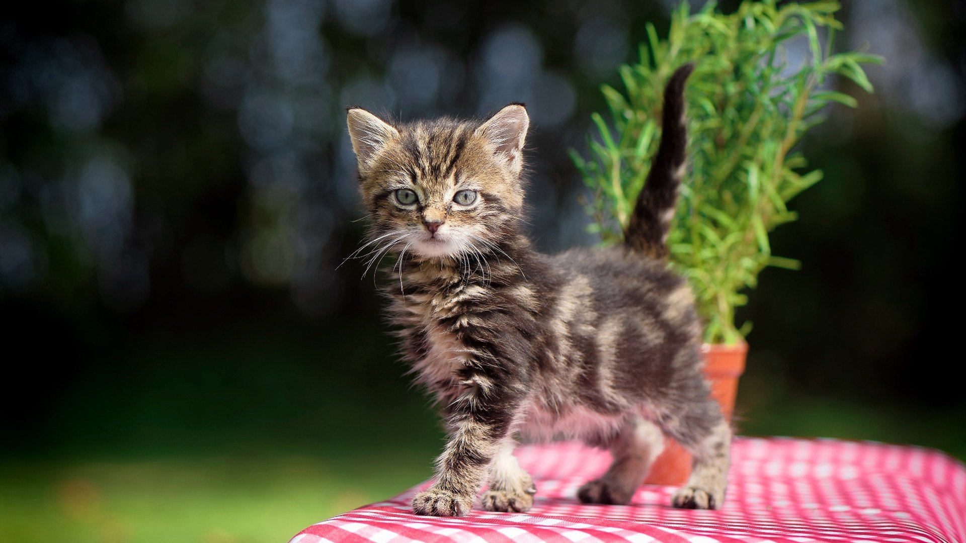 九游娱乐网站-佩德里点燃赛场，技术足球的璀璨焰火，映照切尔西力量风暴淘汰尼日利亚式的狂野
