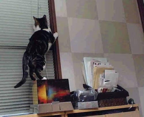 东契奇撕碎质疑时,我们才读懂CBA季后赛里那声公牛的叹息