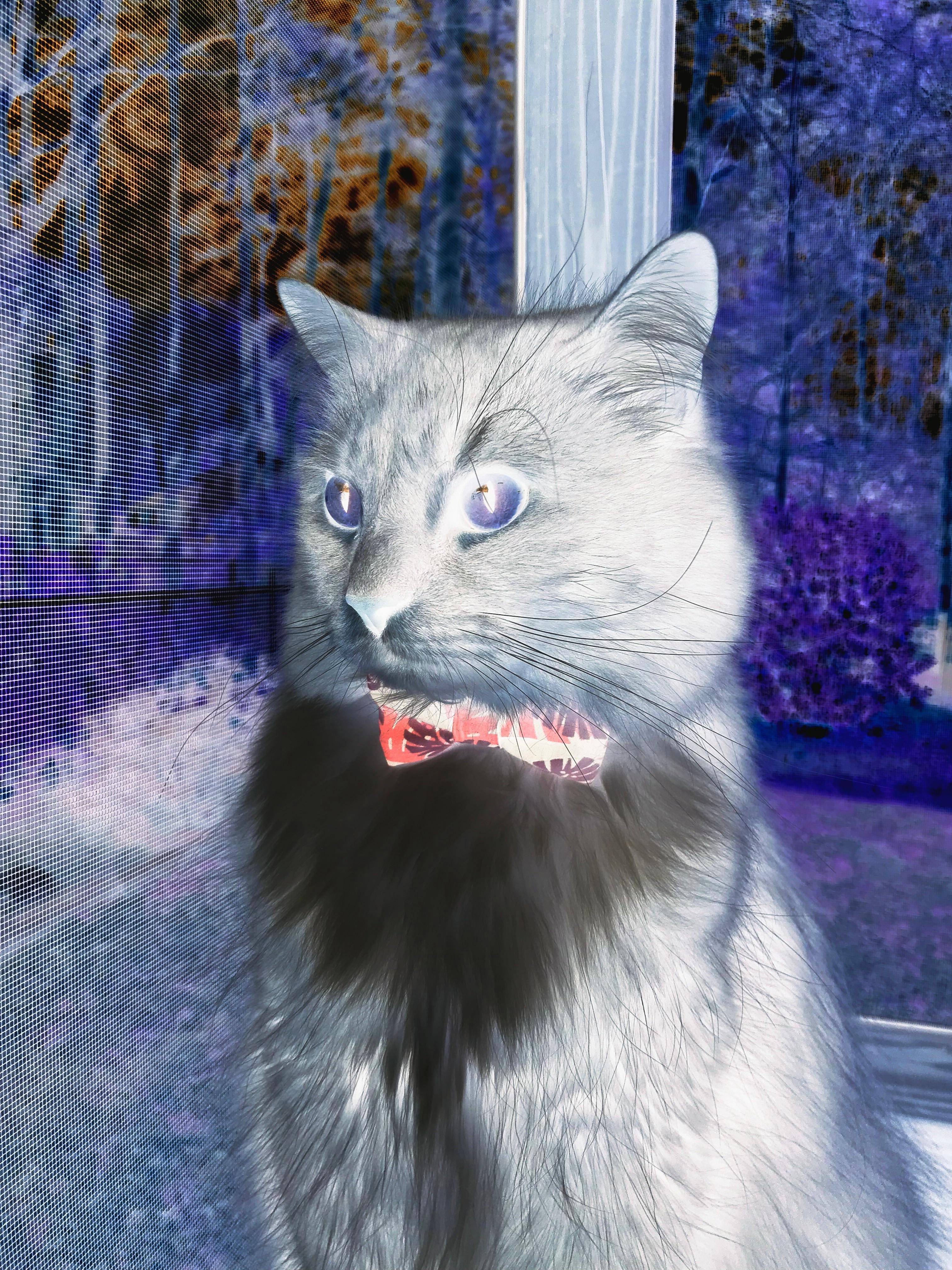 伊布节奏，当NBA季后赛之夜被北欧风暴统治