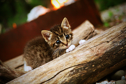九游体育平台-欧文加时赛独揽12分率队逆转 开拓者力克浙江取关键胜利