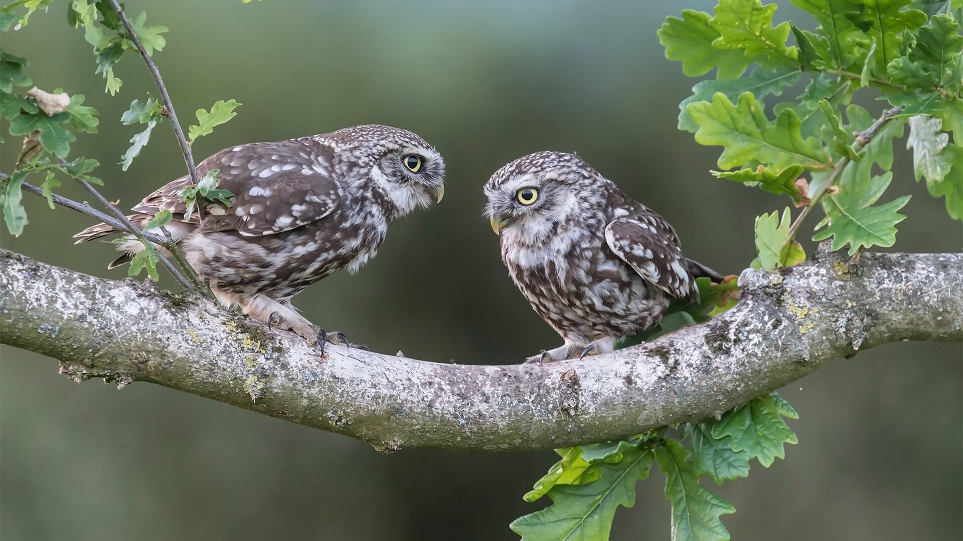 九游体育平台-高山无言，流水不争，约基奇的无用哲学与上海队的冠军启示
