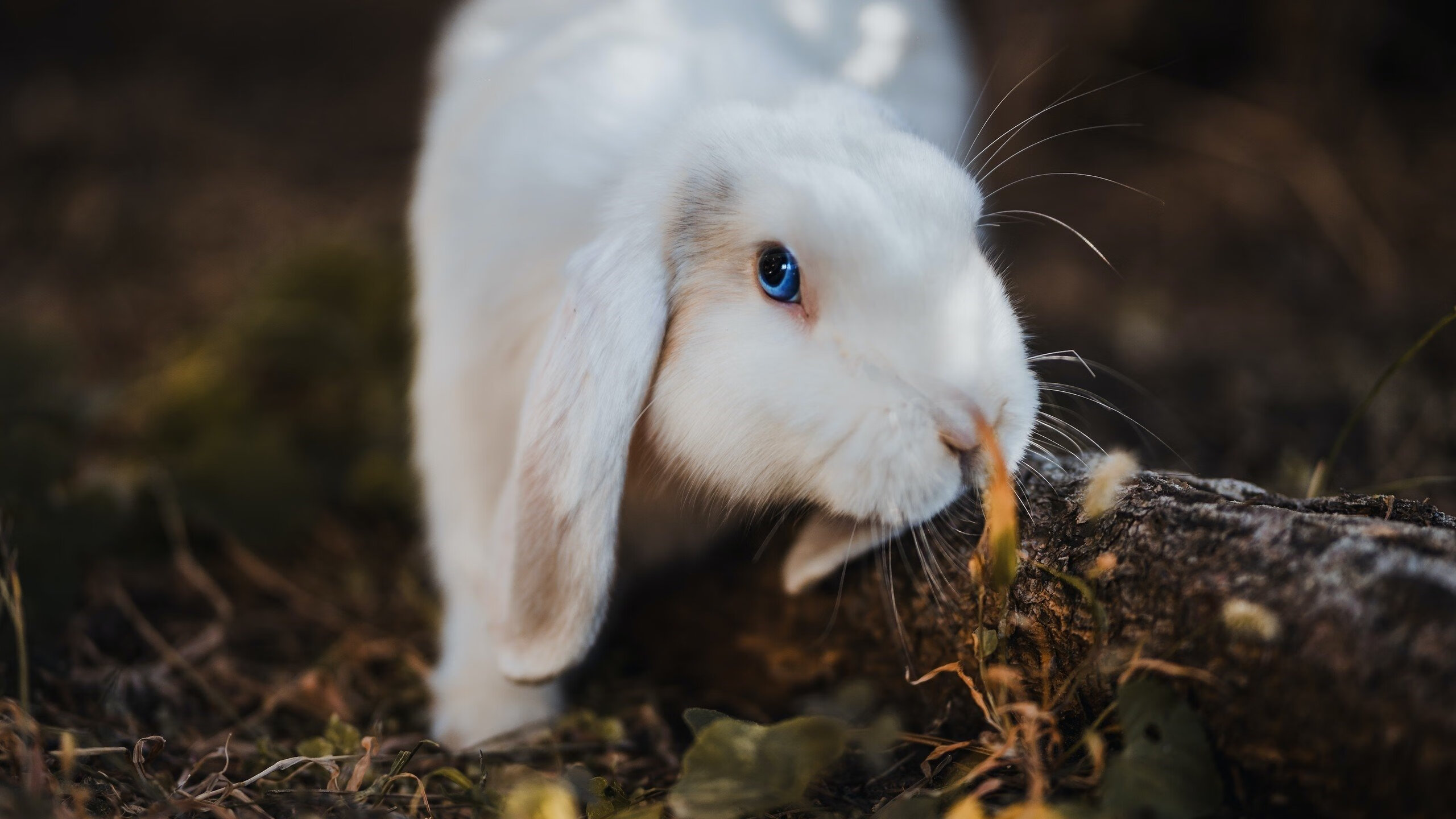 绿茵硝烟与篮下战火,当皇马遇见巴萨,开拓者打穿深圳的竞技密码