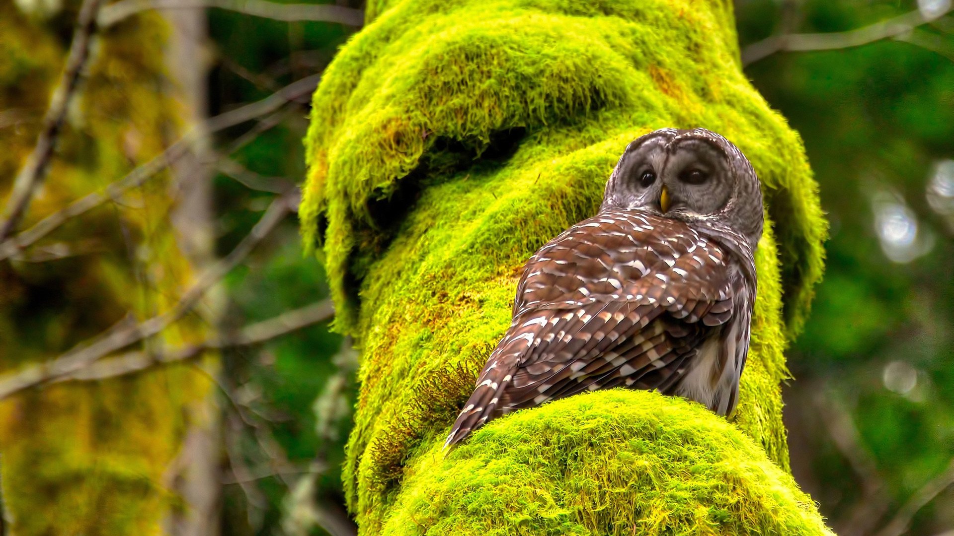 硬仗之王杰伦格林主宰赛场，国王队对阵吉林队之战深度解析
