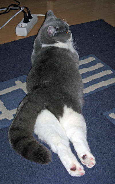 武切维奇导演节奏革命,勇士掀翻北京诠释现代篮球掌控哲学