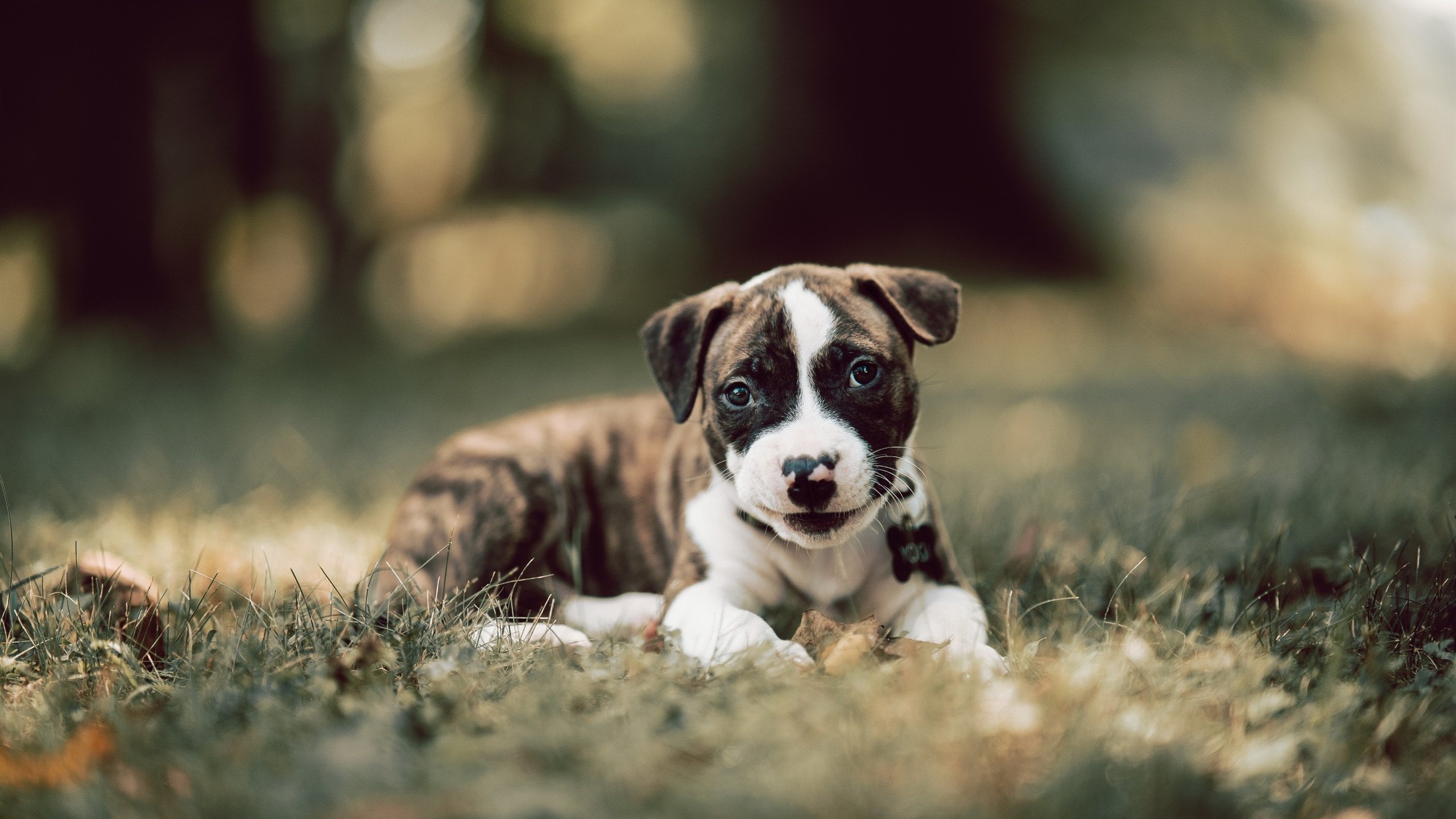 球场涅槃夜，布鲁诺在抢七战火中铸就的传奇